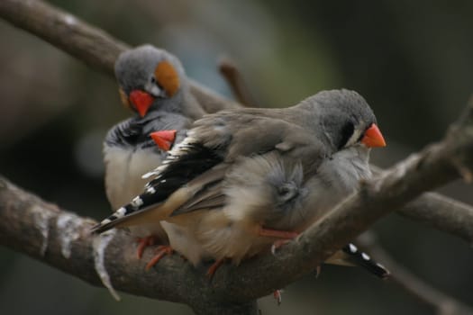Zebra finches