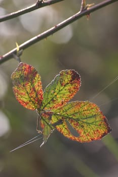 Variegated leaves