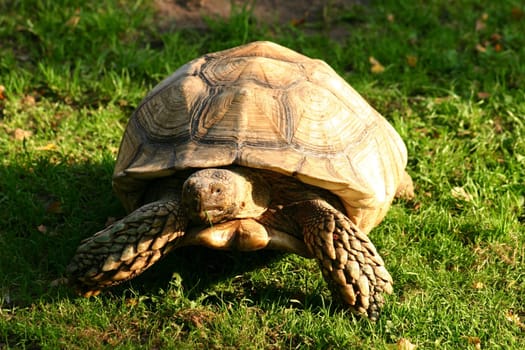 ... For the first time in my life I meet this primeval animal,it's impressive!!!