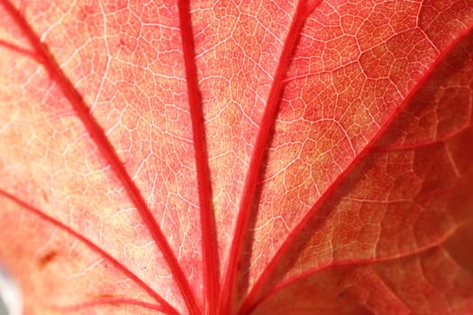Autumn leaf