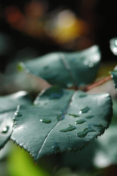 Rain Leaf