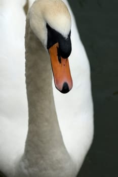 Mute swan Cygnus olor