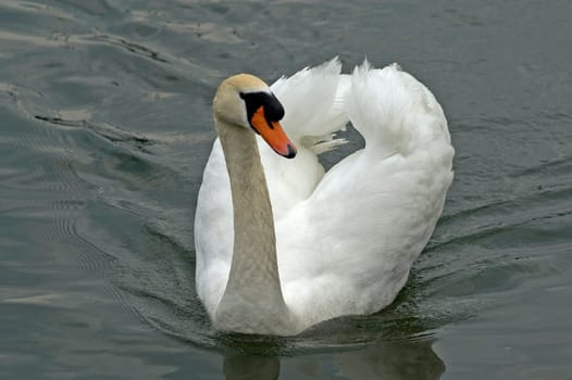 Mute swan Cygnus olor / mute swan