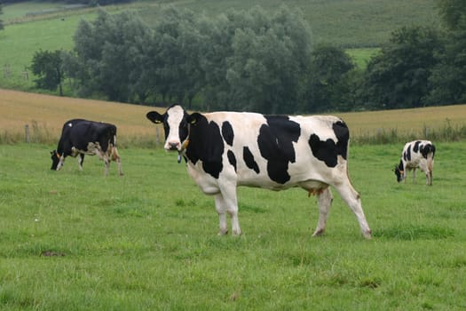 Milkers