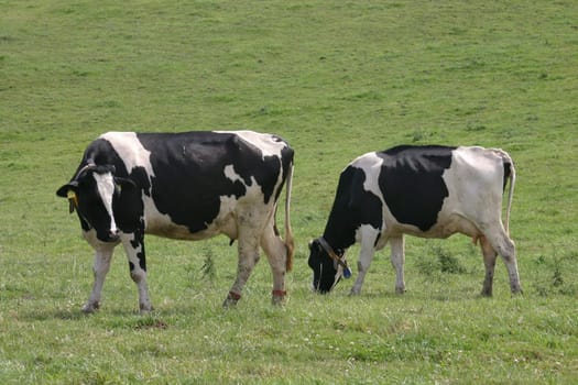 Two cows