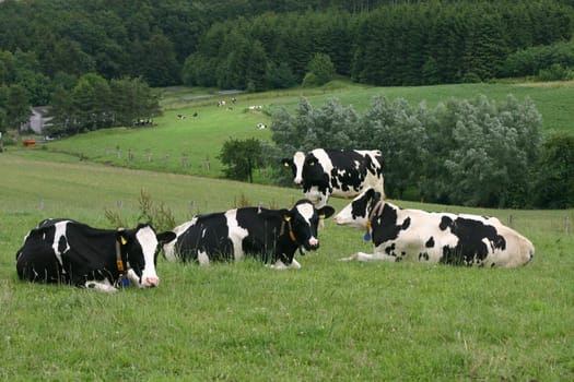 Cattle herd