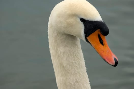 Mute swan Cygnus olor