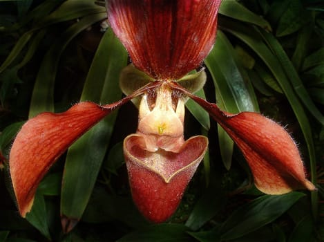 Many greetings back to " Photo Friend"" Jürgen,with whom I was able to visit the orchid show house in Hanover-Herrenhausen at the beginning of September,which is well worth seeing. The photo is edited."