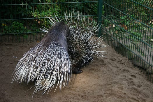 ... I didn't want to withhold it from you just for fun,it went pretty fast,I could only take two photos...