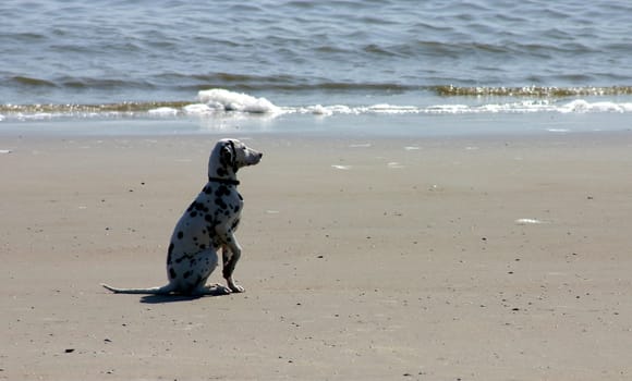 Dalmatian