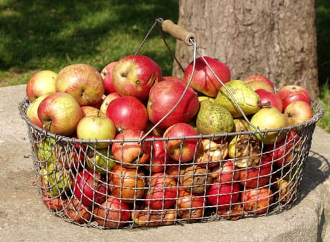 Apple basket