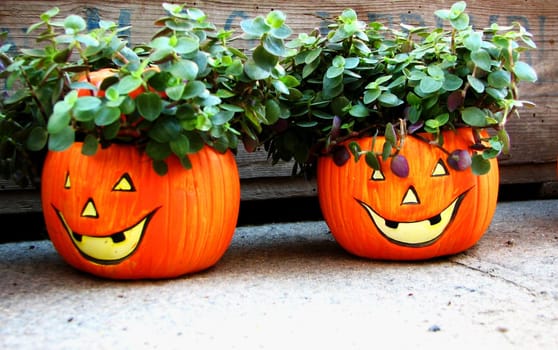 Halloween - as I like it. As a floral greeting,discovered in the pedestrian zone in Faaborg.  The Halloween custom originated in the Celtic region: on the night of October 31 to November 1,the druids said goodbye to the summer - the J