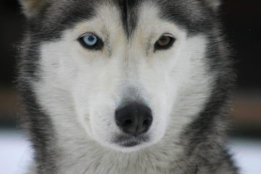 different eyes