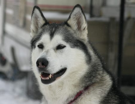 Husky