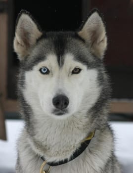 Husky