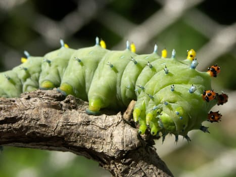 We saw this "giant caterpillar"" in August of this year in the Finger Lakes region in the US state of New York / Pennsylvania. Unfortunately no idea what kind of caterpillar / animal this is. Does anyone know anything about this? I would be interested. The caterpillar was approx."