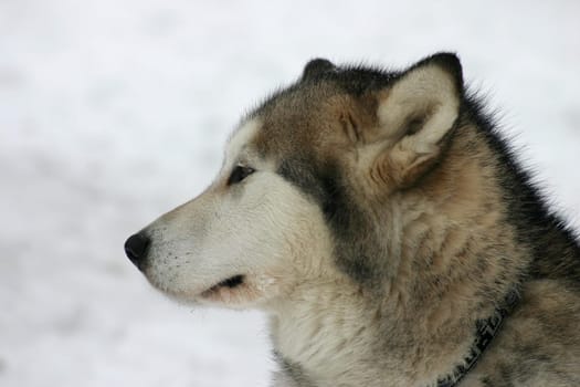 Schliitenhund
