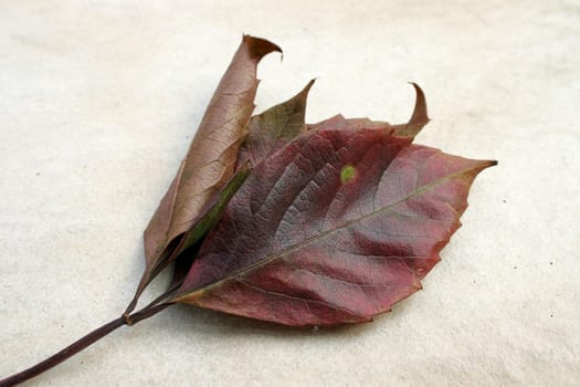 Autumn leaf