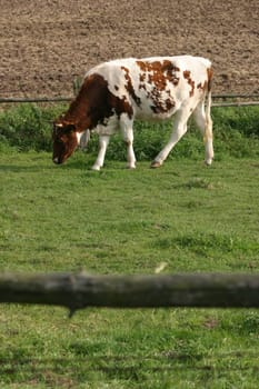 grazing calf