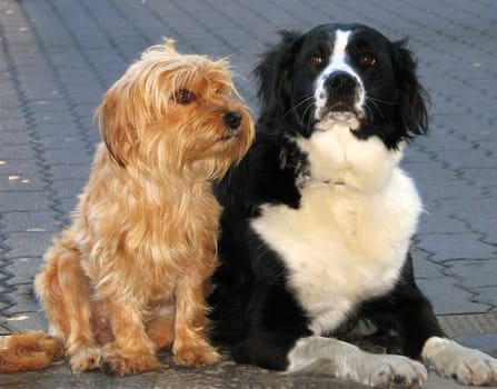 Very patiently and well-behaved,they wait in front of the shop.