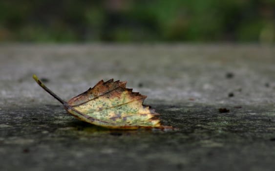 Autumn impression