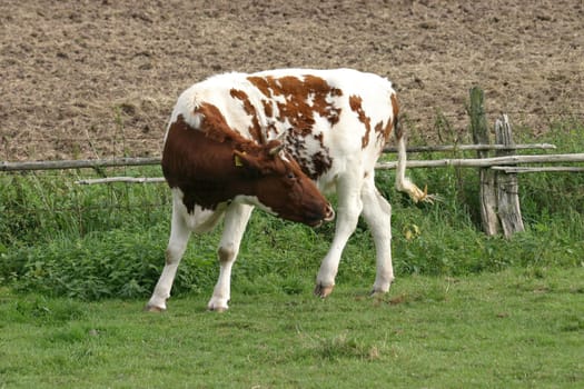 Brown & White