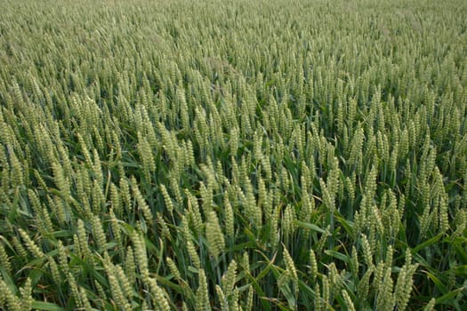 unripe wheat