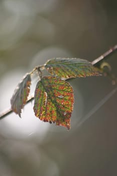 Autumn leaves