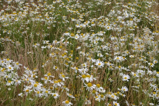 Chamomile meadow