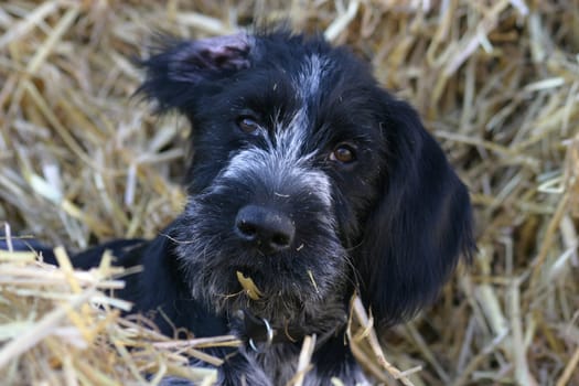 Vole dog