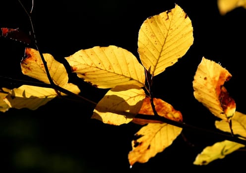 Leaves