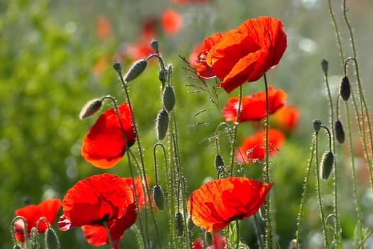 A poppy meadow in the backlight