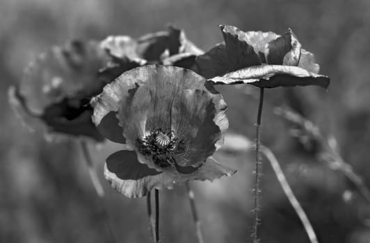 Poppy seeds with a difference. I think it's a matter of taste,but I was tempted to give the poppy seeds a slightly different touch. Here's a Monochom version :-)