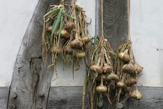 Onion