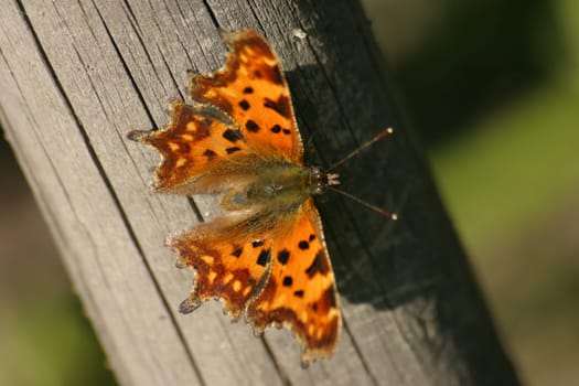 Comma