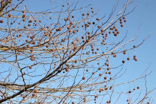 Tree fruits 02