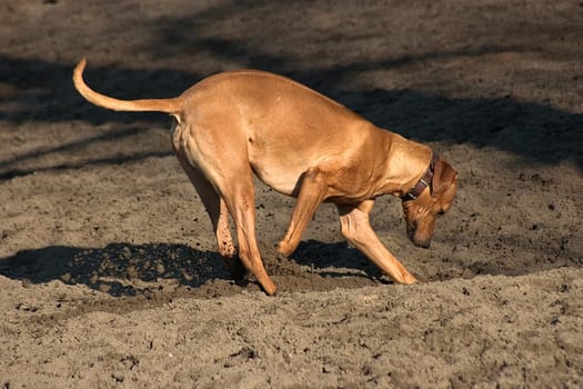 Rhodesian Ridgeback