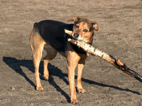 Dog with branch
