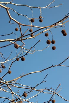 Tree fruits 01