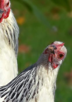 this look was for my dog,with whom I pass by these young chickens almost every day during a walk :-)