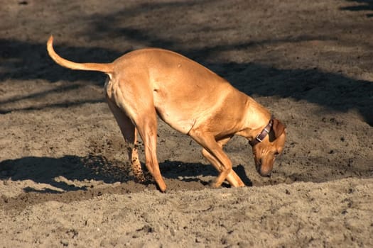 Rhodesian Ridgeback 02