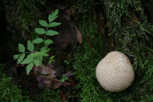 Potato bovist