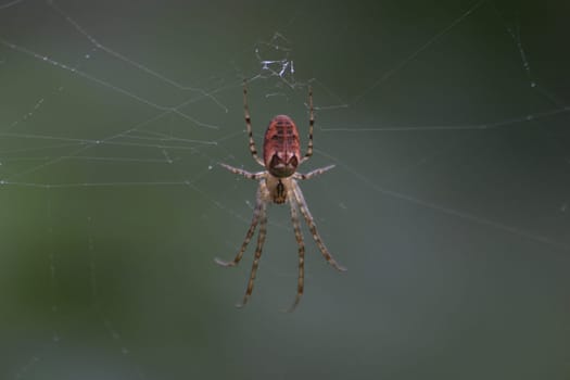 Autumn spider (Metellina segmentata)
