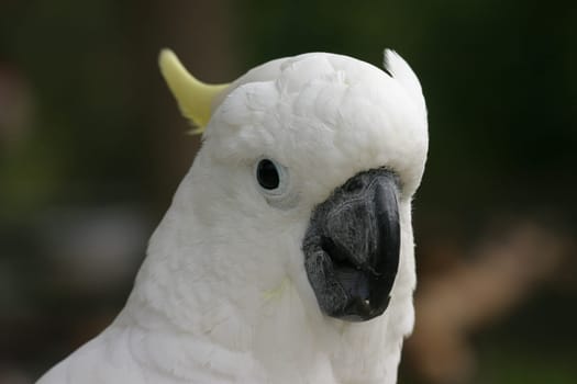 Cockatoo