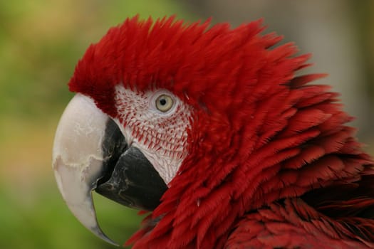 Beautiful red
