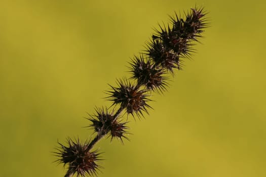 Prickly plant
