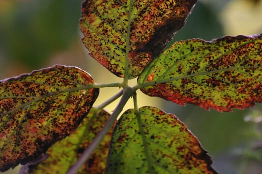 (Fall foliage) or (fall leaves) or (autumn leaves)