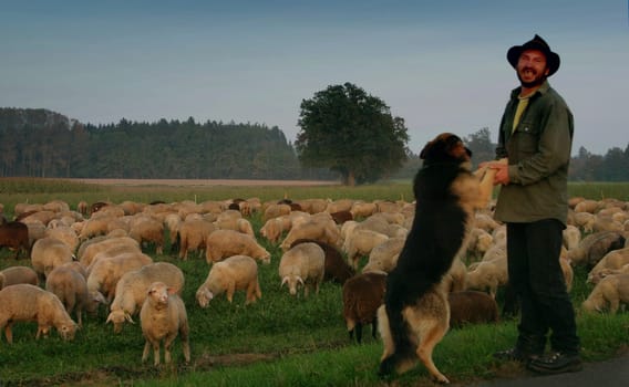 Shepherd's happiness