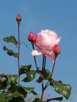 pale pink rose