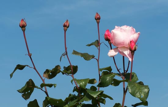 Soft pink roses 2